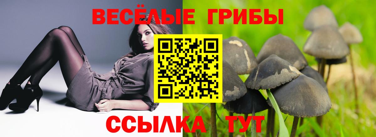 Псилоцибиновые грибы Psilocybine cubensis Югорск
